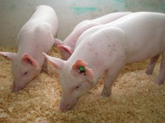 חזירים מהונדסים - Enviropiglets. צילום: אוניברסיטת גולף, קנדה