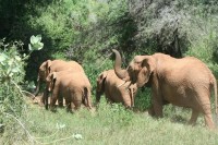 Elephants run away from the sounds of angry bees. Source: University of Oxford.