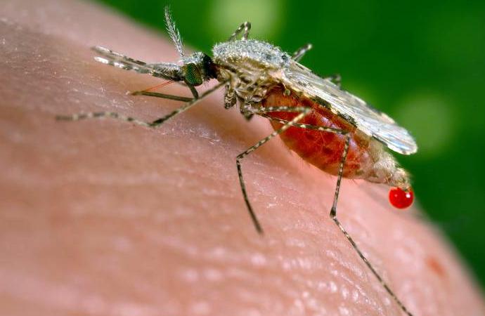 From enemy to lover? Transgenic Anopheles stephensi mosquitoes produce vaccine in their saliva.