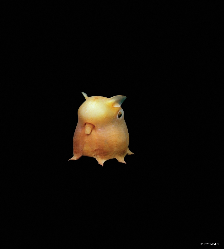 Who said there are no aliens? Get Dumbo Octopus!