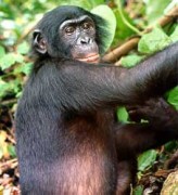 קוף בונובו - גור מגודל. מתוך ויקיפדיה