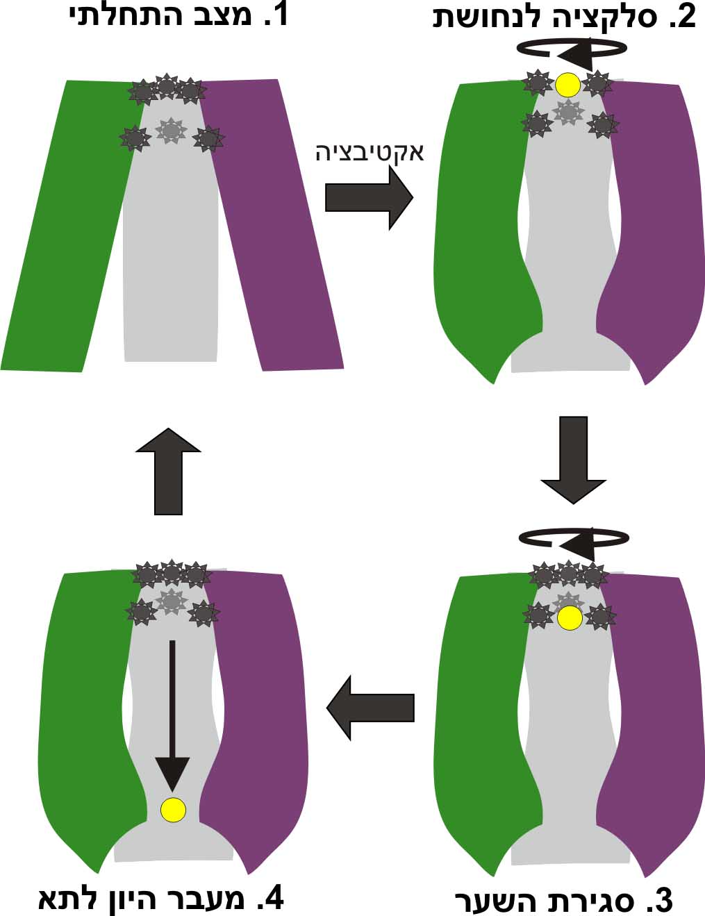 תמונה 2: באופן סכמטי את השלבים השונים של העברת יון הנחושת לתוך התא על ידי החלבון hCTR1. אלמנטים חיוניים ממוקמים בכניסה לתעלת ההולכה (כוכבים אפורים), ואחראים לסלקציה של יוני הנחושת (עיגול צהוב) על פני יונים וחומרים אחרים. לאחר שיון בודד עובר את הסלקציה, מבנה החלבון משתנה, הכניסה לתעלה נחסמת, ויונים נוספים לא יכולים להיכנס. היון שעבר נכנס לתא, וחוזר חלילה. . קרדיט: מאיה שושן