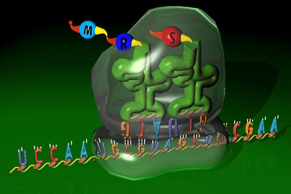 מיפוי תהליך התרגום של DNA לחלבונים באמצעות RNA