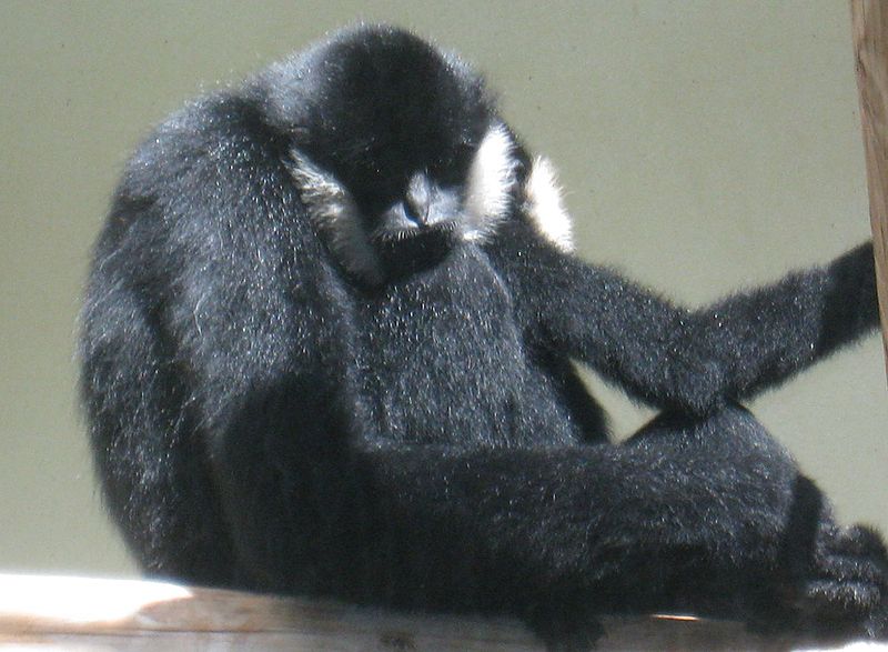 A critically endangered white-cheeked gibbon. From Vakimedia