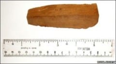 قطعة من شجرة التفاح مذنبة بالجاذبية من أرشيف الجمعية الملكية