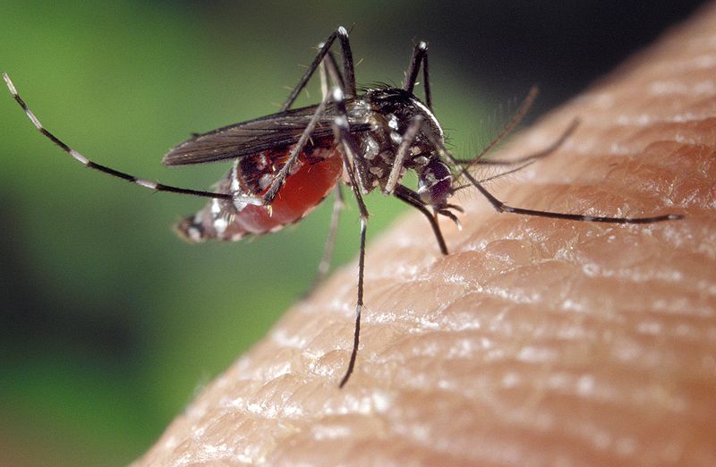יתוש הטיגריס = נמר אסיאתי = Aedes albopictus