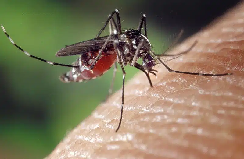 יתוש הטיגריס = נמר אסיאתי = Aedes albopictus