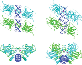 تراكمات لأربعة جزيئات p53 في المواقع المستهدفة من النوع المرفق (يسار) والنوع المنفصل (يمين). الحمض النووي ملون باللون الأزرق، وأزواج p53 باللون الأزرق الفاتح والأخضر، وأيونات الزنك باللون الأرجواني