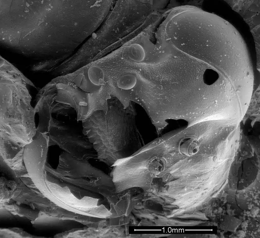 צילום מיקרוסקופ של ראש דבורה עמלה מתוך הכוורת המקראית (צילום: ויטאלי גוטקין)