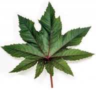 עלה צמח הקיקיון - ישמש ליצור דלק ביולוגי. צילום: תמר הירדני. מקור: ויקיפדיה.