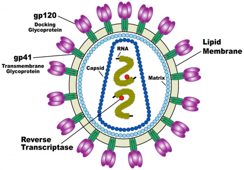رسم تخطيطي لفيروس نقص المناعة البشرية. من ويكيبيديا