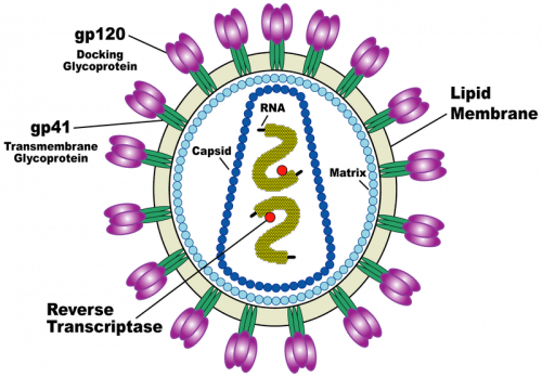 תרשים סכמטי של HIV. מתוך ויקיפדיה