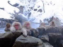 קופי מקק במעיינות חמים בנגאנו יפן. התמונה נלקחה מויקיפדיה, ומהמשתמש Yosemite