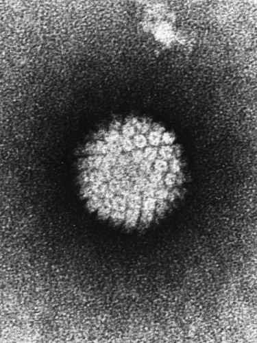 فيروس الورم الحليمي البشري - فيروس الورم الحليمي البشري