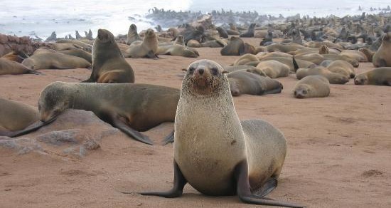 The sea bear colony at Cape Cross in Namibia. Photo from the tourist recommendations site TRIP ADVISOR