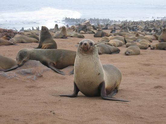 The sea bear colony at Cape Cross in Namibia. Photo from the tourist recommendations site TRIP ADVISOR