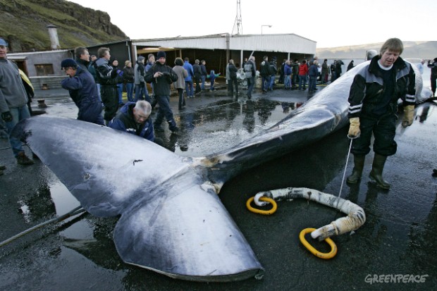Minke whale (endangered) hunted in Iceland. Source - Greenpeace