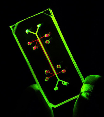 Lung on a chip. Image courtesy of Wyss Institute for Biologically Inspired Engineering