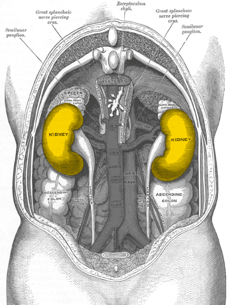 Human kidneys - back view