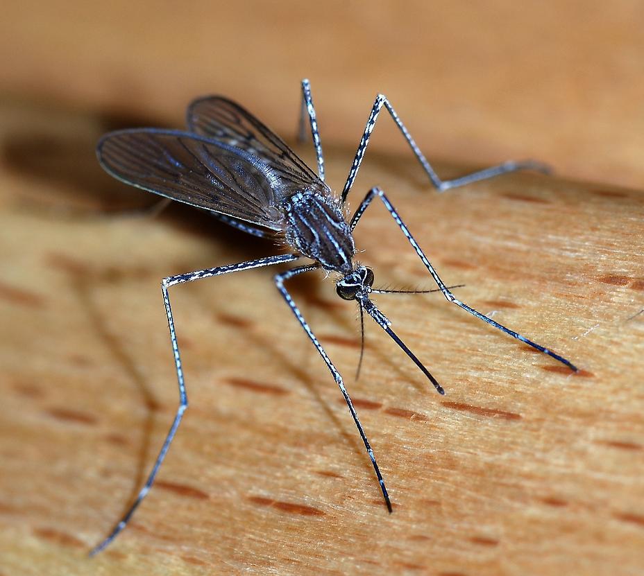 A female mosquito of the species Culiseta longiareolata. Photo: from Wikipedia