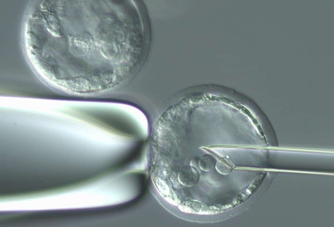 Figure 2 A blastocyst of a mouse into which genetically engineered embryonic stem cells from another mouse are injected. Photography courtesy of Anne Bower and Manfred Baetscher, Transgenic Core, Oregon Health and Science University, Portland, OR