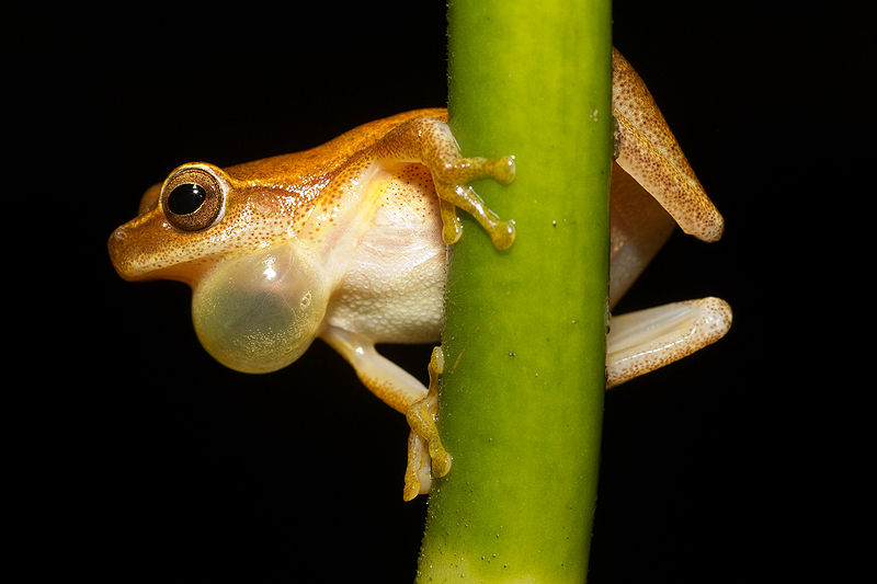 A male frog of the species Dendropsophus_microcephalus when called. From Wikipedia