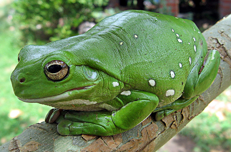 צפרדע עצים אוסטרלית ירוקה. Litoria caerulea מתוך ויקיפדיה