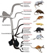 האבולוציה של חיות הכיס מדרום אמריקה לאוסטרליה. (M. A. Nilsson et al., PLoS Biology, 8 (July 2010