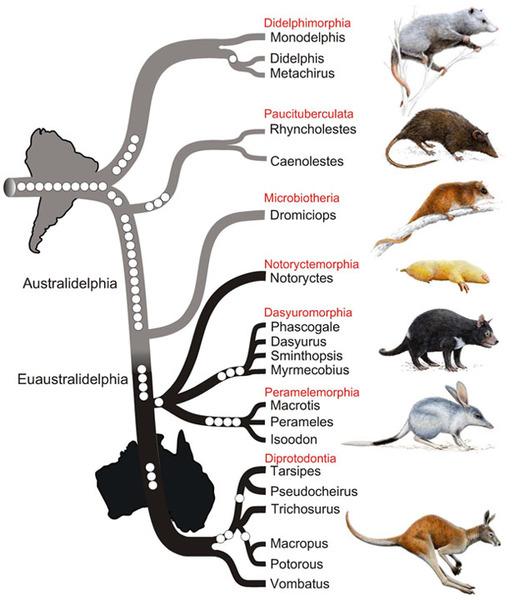 האבולוציה של חיות הכיס מדרום אמריקה לאוסטרליה. M. A. Nilsson et al., PLoS Biology, 8 (July 2010)