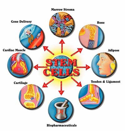 Stem cells that then differentiate into all cell types
