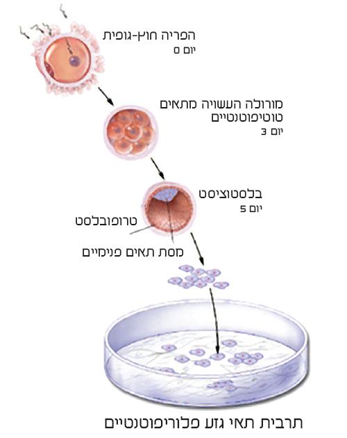 איור 1 תאי גזע עובריים מופקים ממסת התאים הפנימיים של בלסטוציסט (עובר בן חמישה ימים)