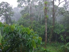 יערות גשם בטנה - אקואדור