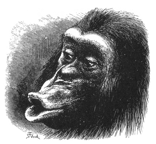 An illustration of a disappointed and grumpy chimpanzee from Darwin's book - The Expression of the Emotions in Man and Animals.