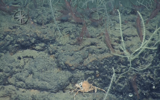 A coral reef in the deep sea in front of Tel Aviv. Photo: The ship Nautilus, Haifa University