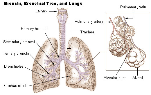 the lungs