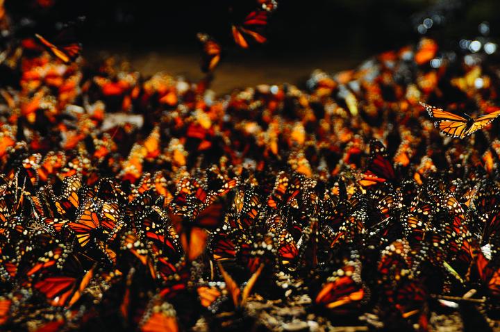 Monarch butterflies in Mexico. These butterflies take off from the ground. During their migration they have been observed flying at speeds of 50 km/h with a good tailwind behind them. They have also been observed at altitudes of over 9,000 feet (3 km) and they have also been seen flying over 500 km of open water. From the series " The Great Migration" of the National Geographic Channel