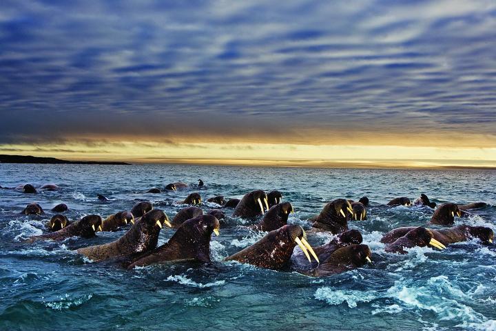 The nibatans live mainly on the shelves of the shallow oceans, and spend a considerable part of their lives on sea ice waiting for their favorite food, oyster molluscs on the bottom. From the Great Migration series of the National Geographic Channel