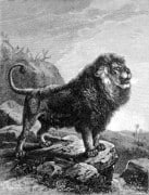 אריה ברבארי (שם מדעי: Panthera leo leo) הוא תת-המין הגדול ביותר של האריה. האריה הברבארי נכחד בטבע ולמעשה שנים רבות האמינו שתת-מין זה נכחד מהעולם, ואולם מספר אריות מתת מין זה זוהו בגני חיות וקרקסים שונים.