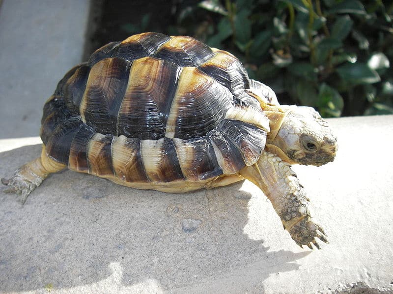 The Egyptian tortoise