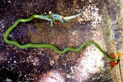 נחש אוכל לטאה. מתוך ויקיפדיה