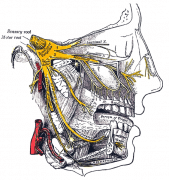 Trigeminal nerve in yellow courtesy of btarski - see link to image source