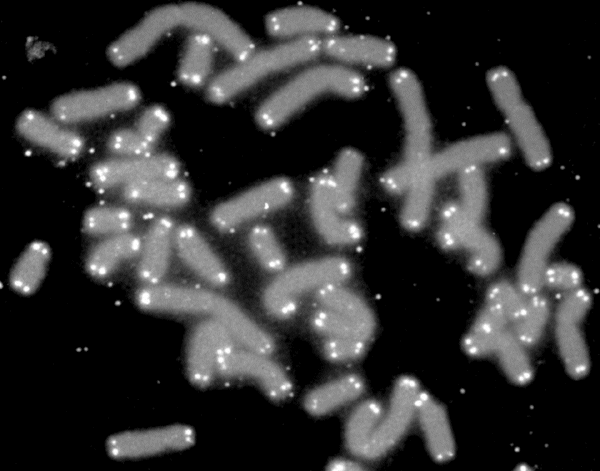 Telomeres at the ends of chromosomes. From Wikipedia