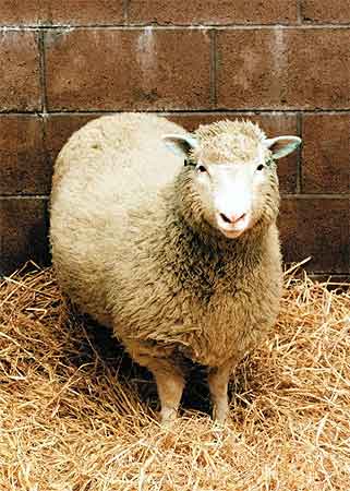 הכבשה דולי. מתוך ויקיפדיה
