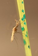 היתושים נושאי המלריה