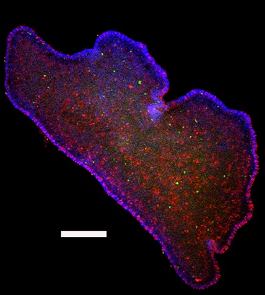 Trichoplax adhaerens - a five-celled amoeba-like creature. Similar to humans in sensing oxygen. Public relations photo Original image of Trichoplax adhaerens. Copyright: Karolin von der Chevallerie, University of Hannover