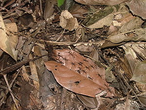 נמלים ליגיונריות מהמין  Eciton burchellii. מתוך ויקיפדיה