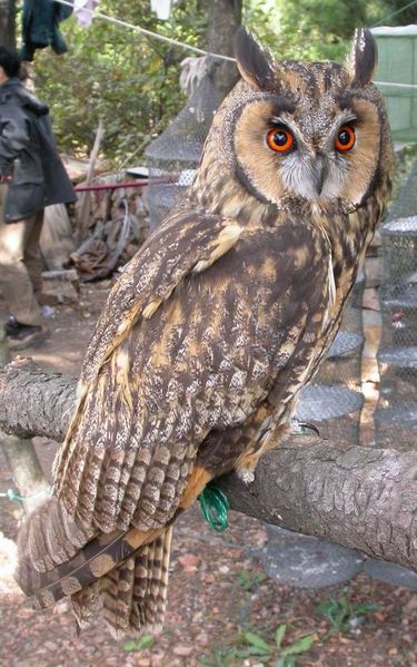 Owl, from Wikipedia