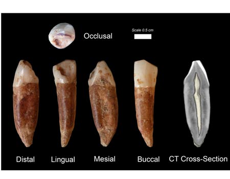 שיני האדם המודרני הותיק ביותר שהתגלו במערת קסם. צילום:ישראל הרשקוביץ, אוניברסיטת תל-אביב