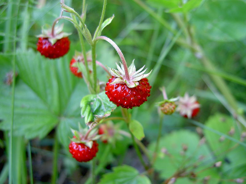 Wild strawberries (fragaria vesca). From Wikipedia