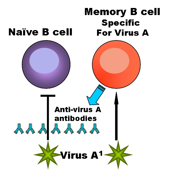 תאי B במערכת החיסון. מתוך ויקיפדיה